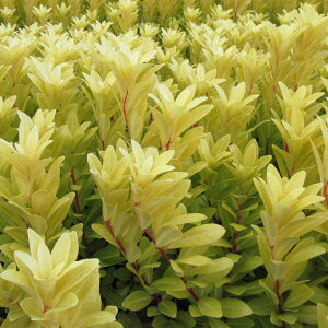 Ԗ ؂̕c/CVEFt_TVC3.5|bg