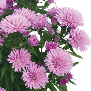 Ԃ̕c/i킯jAX^[FV[[J[ xCr[sN3|bg