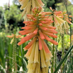 Ԃ̕c/gg}Fpp|bvTCN3.5|bg