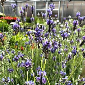 n[u̕c/x_[i[Xx_[jFg[`@u[3.5|bg