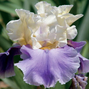 Ԃ̕c/W[}ACXF[}hK3.5|bg