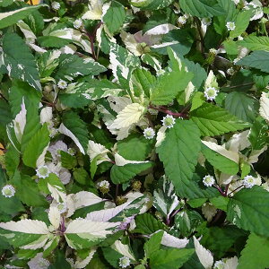 Ԃ̕c/bsAFtbvtbv 3|bg 12Zbg