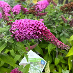 Ԗ ؂̕c/ubhAFpOX^[@sJ[ 3.5|bg