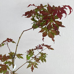 Ԗ ؂̕c/~WFgixjVM^cTj4|bg