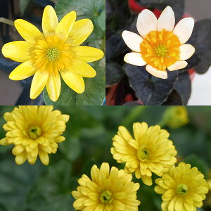 R쑐̕c/ƕςPELJ3ZbgFJXtEցEd炫