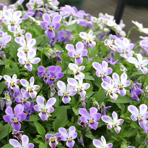 ���Ԃ̕c/[��������]MSK�K�[�f���ɏ��փr�I���F�t���[���b�g ��΃��r�b�g3���|�b�g 12���Z�b�g