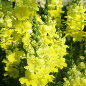 Ԃ̕c/LM\EijFeBJ[x։ԁiCG[ENo2j3|bg 6Zbg