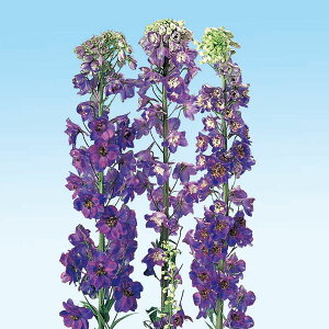 Ԃ̕c/ftBjEF}WbNtHex_[3|bg 2Zbg