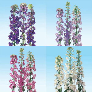 Ԃ̕c/ftBjEF}WbNtHe@4FZbg@3|bg