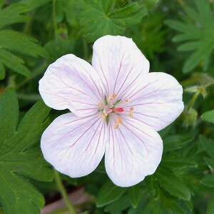 Ԃ̕c/QjEFTMlE rWCgsN3-3.5|bg[5`6J Aɂh]