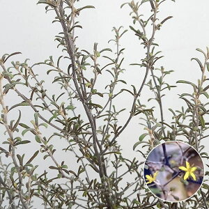 Ԗ ؂̕c/RLAFC[X^[6A