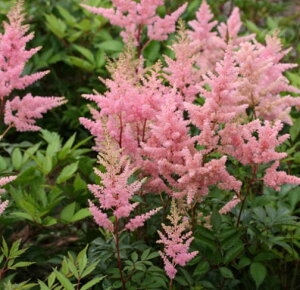 Ԃ̕c/AX`xFGUxX3.5|bg