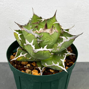 ϗtA/i킯jAKxF`^m^ Nui#34691;Ij 5A23-01