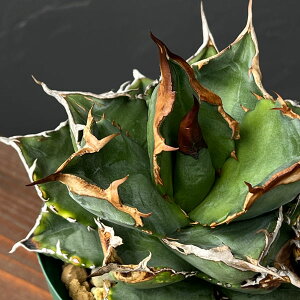 ϗtA/[UEt@[ZNg]i킯jAKxF`^m^ zCgt@CA[ 4A23-01