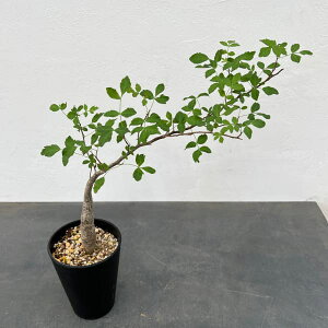 ϗtA/[]uZFt@KCfX 4A23-02