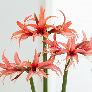 ����/�A�}�����X�F�}�W�b�N�A�}�����X�E�A�}���� �s���N�T�C�r�X�^�[�i�X�p�C�_�[�^�C�v�j