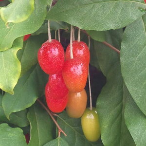 ʎ̕c/O~FȂrbNO~ 4.5|bg