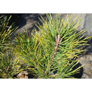 �Ԗ� ��؂̕c/�}�c�i���j�F�Ք������i�g���t�N���}�c�j6���d���|�b�g