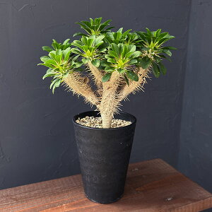 ϗtA/[UEt@[ZNg][tHrAFME~jAi 4A23-05