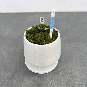 ϗtA/IgiNjFEA^SETXeB[t