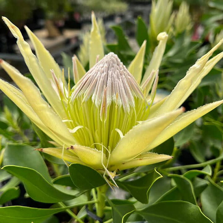 楽天市場】花木 庭木の苗/プロテア：スパイキーホワイト 4.5-5号鉢植え 