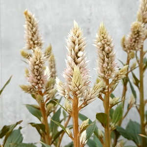 Ԃ̕c/ZVAiPCgEjFBe[W3.5|bg