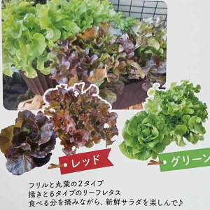 ؂̕c/[]ɏヌ^X2FZbg3|bg28Zbg