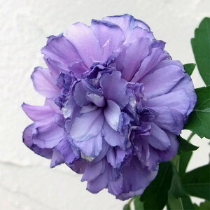 Ԗ ؂̕c/NQiہjFVMNiʁj3.5|bg