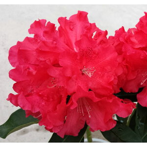 Ԗ ؂̕c/VNiQiΓԁjFW}[5A