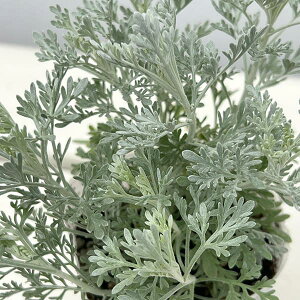 Ԃ̕c/Ae~VAFpt@hDG`IsA2.5-3|bg