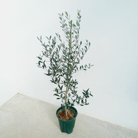 花木 庭木の苗/オリーブ：フラントイオ　アポロ　8号鉢植え*