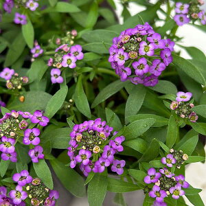 Ԃ̕c/AbTFA[@fB[vp[v2.5-3.5|bg