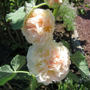 Ԃ̕c/AZAi^`AICjF`^[Y T[3|bg