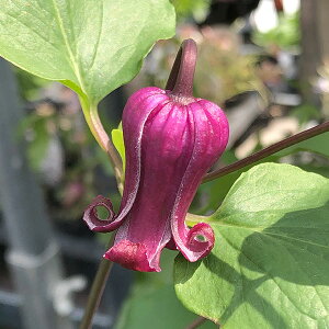 N}`X̕c/N}`XF}EmL~iťNj4O|bgiBIinj