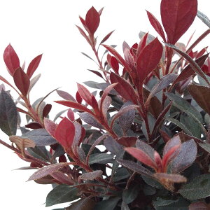 Ԗ ؂̕c/ccWFJbp[Go[itccWj6|bg