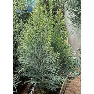 Ԗ ؂̕c/Rjt@[FA~S[h 3|bg