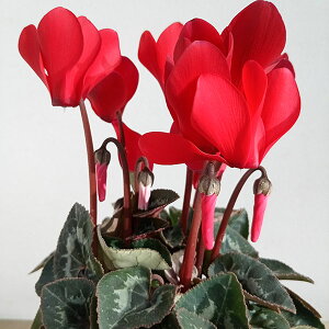 Ԃ̕c/VNFցibhnj3O|bg