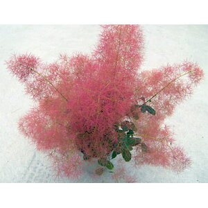 Ԗ ؂̕c/X[Nc[Fgr[7|bg