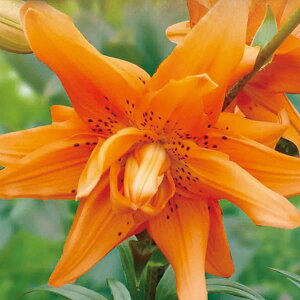 /id炷SjFIWF[2 2Zbg