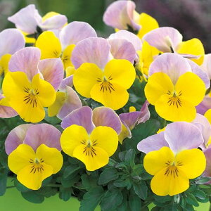 Ԃ̕c/rIF\xXP CG[sNWvAbv3-3.5|bg