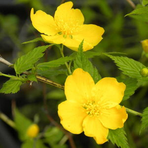 Ԗ ؂̕c/}uL(RjFLJ5|bg