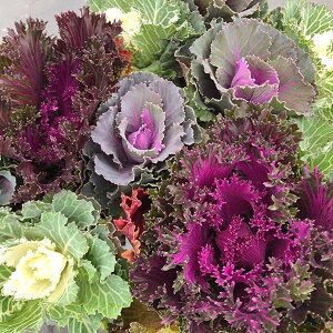 Ԃ̕c/n{^FZũn{^3.5|bg 12|bgZbg