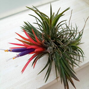 ϗtA/eBWAFCIi^ tGS ~jNv