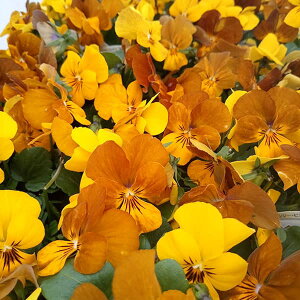 Ԃ̕c/rIF`3.5|bg 6Zbg