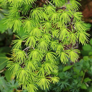 Ԗ ؂̕c/}cijF}l[pC3.5|bg