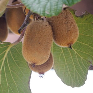 ʎ̕c/LECijFj[Gh4|bg