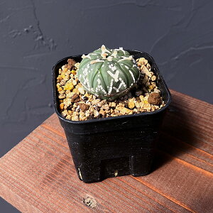 ϗtA/AXgtBcF V^Cv 6cmXNGA23-23