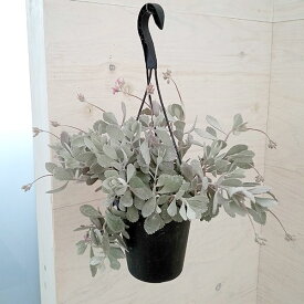 観葉植物/カランコエ：プミラ（白銀の舞）5号吊り鉢