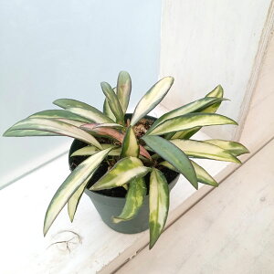 ϗtA/zFPeBAi@oGK[^@3|bg