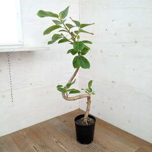 ϗtA/tBJXFAeV}ipȂdāj 7A